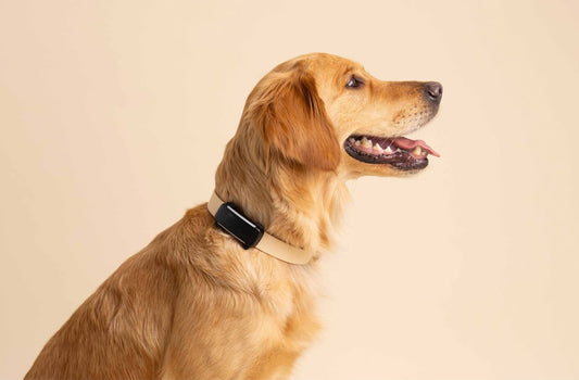 Goodbye to Lost Pets: How GPS Trackers Are Revolutionizing Pet Safety